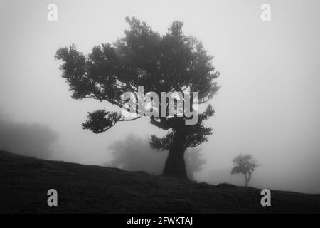 Misty laurisilva area forestale Vereda do Fanal sull'isola di Madeira Con gli alberi antichi di Til Foto Stock