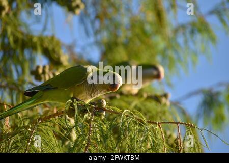 un paio di parakeet monaco (miopsitta monachus), o pappagallo quaker, che si nutrono in un albero Foto Stock