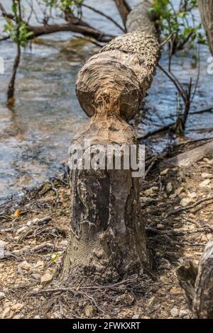 Un caster gnawed e masticato un piccolo albero ad un punto fino a che non si ruppe e caduto nel lago sopra una giornata di sole in primavera vista closeup Foto Stock