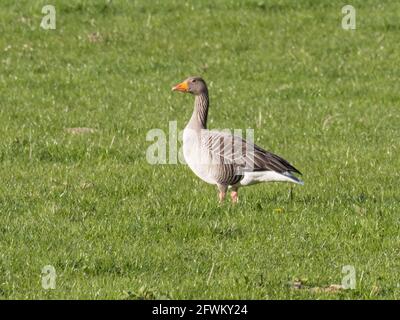 Un'Oca di Greylag (Anser anser) in piedi in un campo scozzese. Foto Stock