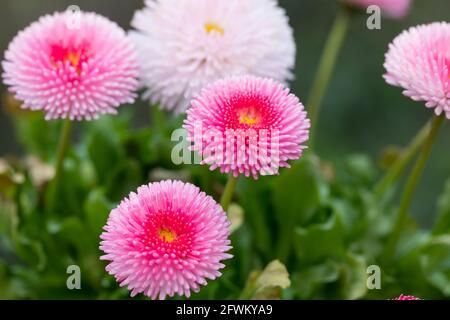 Gänseblümchen, Tausendschön, Kulturgänseblümchen, Kultur-Gänseblümchen, Zuchtform, Maßliebchen, gefüllt, Bellis perennis, Bellis perennis ibridi, da Foto Stock