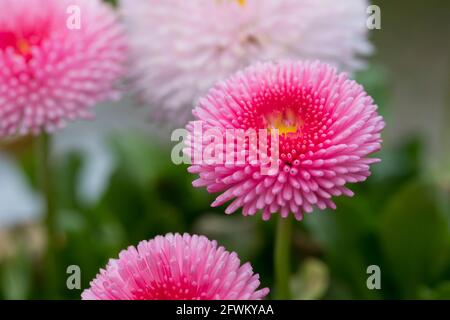 Gänseblümchen, Tausendschön, Kulturgänseblümchen, Kultur-Gänseblümchen, Zuchtform, Maßliebchen, gefüllt, Bellis perennis, Bellis perennis ibridi, da Foto Stock