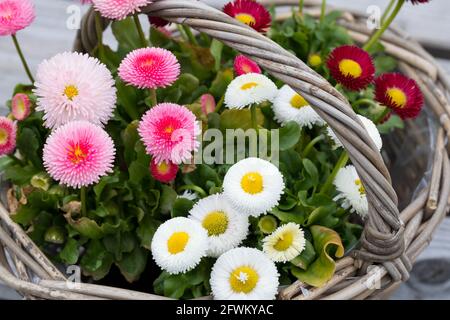 Gänseblümchen, Tausendschön, Kulturgänseblümchen, Kultur-Gänseblümchen, Zuchtform, Maßliebchen, gefüllt, Bellis perennis, Bellis perennis ibridi, da Foto Stock