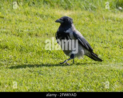 Un corvo Hooded (corvus cornix) anche chiamato felpa con cappuccio, alla ricerca di cibo su un campo. Foto Stock