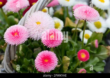 Gänseblümchen, Tausendschön, Kulturgänseblümchen, Kultur-Gänseblümchen, Zuchtform, Maßliebchen, gefüllt, Bellis perennis, Bellis perennis ibridi, da Foto Stock