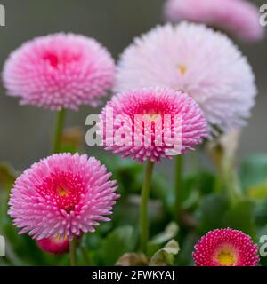 Gänseblümchen, Tausendschön, Kulturgänseblümchen, Kultur-Gänseblümchen, Zuchtform, Maßliebchen, gefüllt, Bellis perennis, Bellis perennis ibridi, da Foto Stock