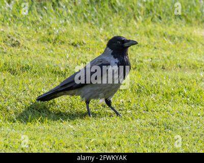 Un corvo Hooded (corvus cornix) anche chiamato felpa con cappuccio, alla ricerca di cibo su un campo. Foto Stock