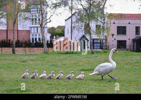 Mute cigno e sette recentemente cigneti tratteggiato a piedi in una linea, Barnes, Londra Foto Stock