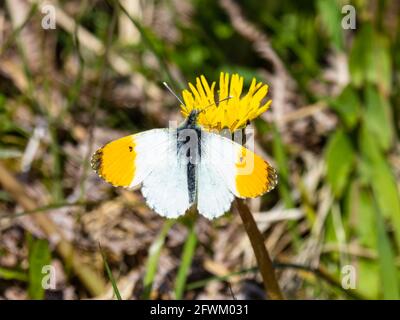 Una farfalla di punta arancione (cardamine di Anthocaris) che sorseggia nettare da un fiore giallo. Foto Stock