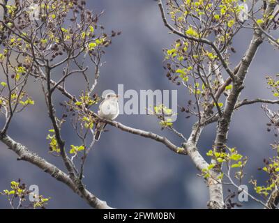 Un flycatcher puntato (Muscicapa striata) che canta da un albero. Foto Stock
