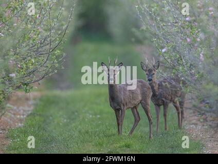 Un paio di maschi Roe Deer (Capreolus capreolus) che si nascondono nei frutteti di mele di una fattoria di Suffolk . REGNO UNITO Foto Stock