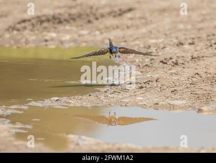 Un rondine volante (Hirundo rustica ) che raccoglie fango per nidificazione. Norfolk Regno Unito Foto Stock