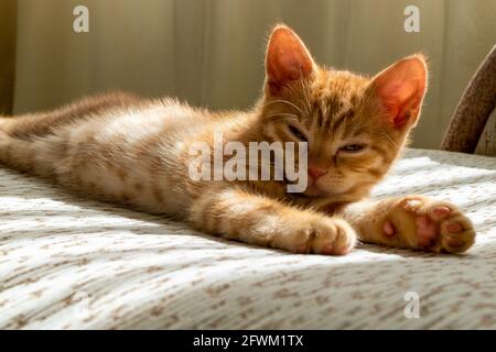 Un piccolo bel gattino rosso da tavola cade addormentato sul lettino Foto Stock