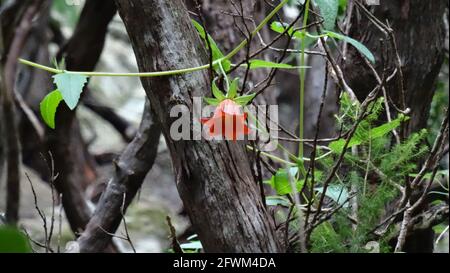 Isole Canarie Bellflower con rami di alberi in background, (Canarina canariensis), Tenerife, Isole Canarie, Spagna. Foto Stock