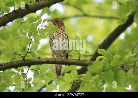 Il brivido nel citypark Staddijk a Nijmegen, Paesi Bassi Foto Stock