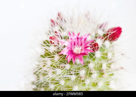 Bel fiore di cactus rosa. Fiori minuscoli tra le spine. Giardino hobby Foto Stock