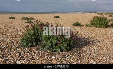 Centranthus rub pianta vista in fiore sulla spiaggia di Aldwick, Bognor Regis, Inghilterra, Regno Unito. Foto Stock