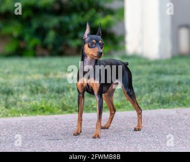 Un pin min nero e ruggine che si trova all'esterno del erba verde Foto Stock