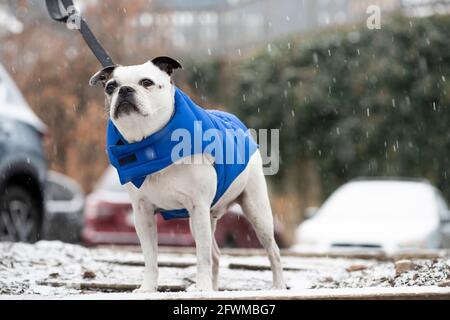 Un piccolo cane indossa un cappotto invernale per tenerlo caldo durante una nevicata. Foto Stock