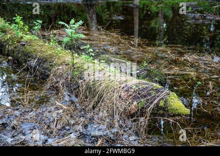 Tronco di pino ricoperto di muschio che si decompone nelle zone umide di Helsinki, Finlandia Foto Stock