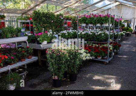 Garden center o negozio di piante che vende fiori da giardino e balcone nel quartiere Munkkivuori di Helsinki, Finlandia Foto Stock