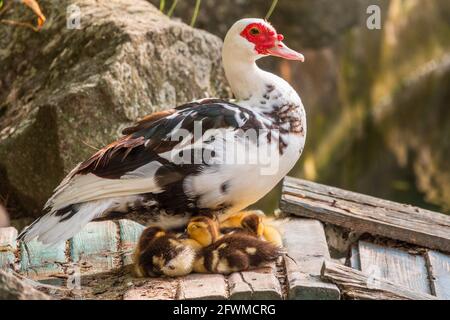 Anatra bianca e nera con testa rossa, l'anatra moscovy, che si erge sulla riva dello stagno con le sue piccole anatrocchioni carino. L'anatra moscovita, lat. Cairina Foto Stock