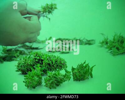 rifilare il fumo verde della marijuana, potare le gemme di cannabis. Foto Stock