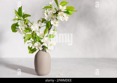 fiorisce l'albero di ciliegio in vaso beige alla luce del sole Foto Stock