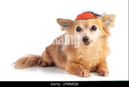 Chihuahua dai capelli lunghi con cappello arancione su sfondo bianco Foto Stock