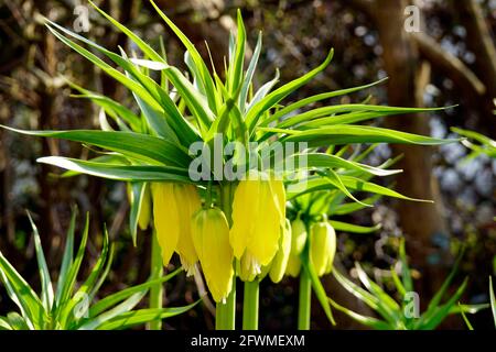 gelbe Kaiserkrone (Fritillaria imperialis Lutea Maxima) Foto Stock