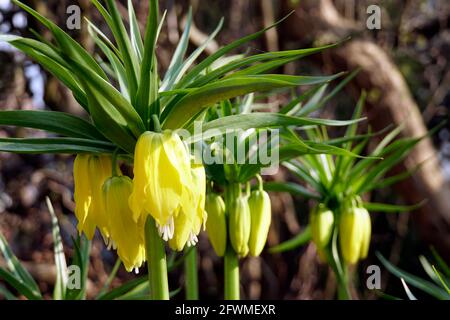 gelbe Kaiserkrone (Fritillaria imperialis Lutea Maxima) Foto Stock