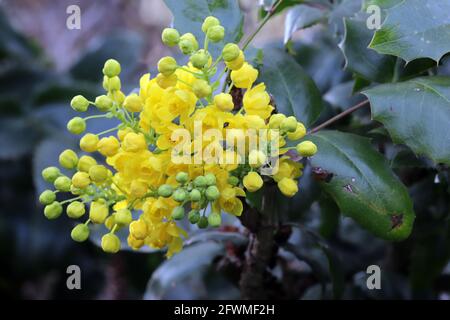 gelbe Blüten einer Gewöhnlichen Mahonie oder Stechdornblättrige Mahonie (Berberis aquifolium), Weilerswist, Nordrhein-Westfalen, Deutschland Foto Stock