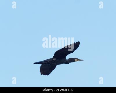 Un cormorano (Phalacrocorax carbo) vola contro le nuvole grigie a Fairburn Ings, una riserva naturale RSPB a Leeds, West Yorkshire Foto Stock