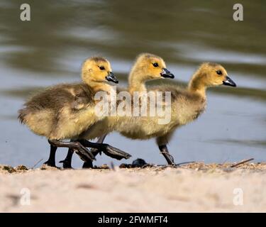 Canadian baby gosling primo piano profilo vista marciando sulla sabbia nel suo ambiente e habitat con sfocatura sfondo d'acqua. Canada Goose Gosling immagine. Foto Stock