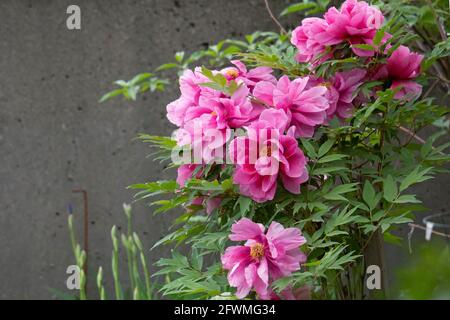 Peonie rosa fiorite in tarda primavera, perenni da giardino, fiori di peonia Foto Stock