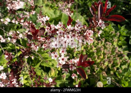 Porpora foglia di sabbia ciliegia, (Prunus x cistena) fioritura in tarda primavera, arbusto albero Foto Stock