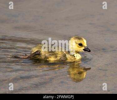 Canadian baby gosling primo piano profilo vista nuoto nel suo ambiente e habitat con sfondo d'acqua. Canada Goose Gosling immagine. Immagine. Foto Stock