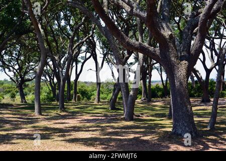 Le forme gnarled degli alberi vivi della quercia della costa a Fort Fisher vicino a Wilmington, Carolina del Nord. Foto Stock