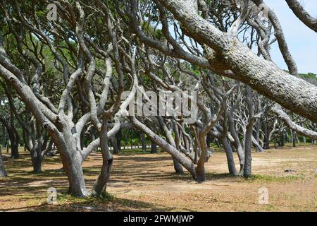Le forme gnarled degli alberi vivi della quercia della costa a Fort Fisher vicino a Wilmington, Carolina del Nord. Foto Stock