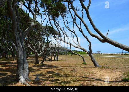 Le forme gnarled degli alberi vivi della quercia della costa a Fort Fisher vicino a Wilmington, Carolina del Nord. Foto Stock