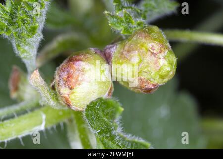 L'acaro al ribes nero o l'acaro del germoglio grande (Cecidophyopsis ribis) è un parassita pericoloso di Corinto. Boccioli ingranditi sul curry. Foto Stock