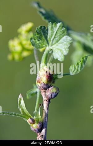 L'acaro al ribes nero o l'acaro del germoglio grande (Cecidophyopsis ribis) è un parassita pericoloso di Corinto. Boccioli ingranditi sul curry. Foto Stock