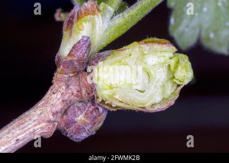 L'acaro al ribes nero o l'acaro del germoglio grande (Cecidophyopsis ribis) è un parassita pericoloso di Corinto. Boccioli tagliati ingranditi sul curry. Foto Stock