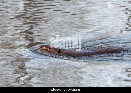 Beaver (Castor canadensis) nuoto in stagno, primavera, Stati Uniti, di Dominique Braud/Dembinsky Photo Assoc Foto Stock