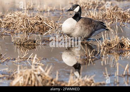 Canada Goose (Branta canadensis), marsh Cattail, primaverile, E. N. America, di Dominique Braud/Dembinsky Photo Assoc Foto Stock