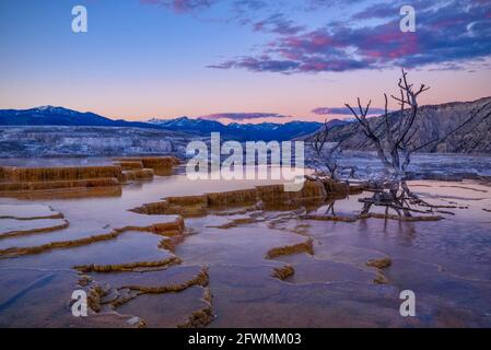 Grassy Spring presso Upper Mammoth Terraces, Yellowstone National Park, Wyoming, USA. Foto Stock