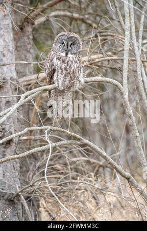 Grande gufo grigio (Strix nebuulosa), primavera, E. N. America, di Dominique Braud/Dembinsky Photo Assoc Foto Stock