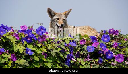 Coyote che riposa sulla cima del muro coperto di glorie mattutine, Huntington Beach, Orange County, California Foto Stock