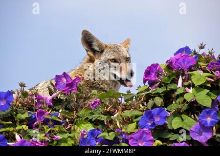 Coyote che riposa (e che annota) sulla cima del muro coperto di glorie mattutine, Huntington Beach, Orange County, California Foto Stock