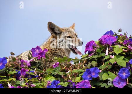 Coyote che riposa (e che annota) sulla cima del muro coperto di glorie mattutine, Huntington Beach, Orange County, California Foto Stock